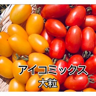 完熟フルーツミニトマト　アイコ2色ミックス　大粒　良品　ヘタなし(野菜)
