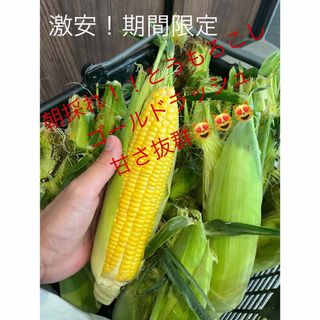 即日完売！感謝！激安！とうもろこし(野菜)