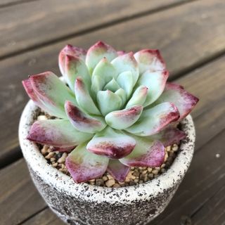 多肉植物4  フェロモン　エケベリア 韓国苗(その他)