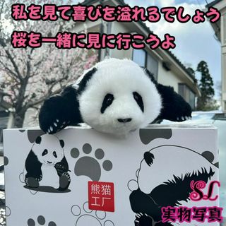 新品 希少品 パンダ ぬいぐるみ 全身ウール製 手作り プレゼント(ぬいぐるみ)