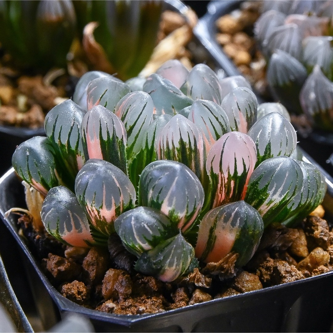 41D ハオルチア 多肉植物 姫オブツーサ錦糊斑 自家繁殖 41D ハオルチア 多肉植物 姫オブツーサ錦糊斑 自家繁殖