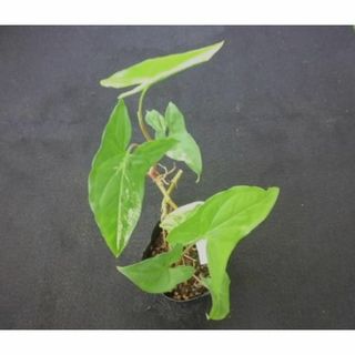 斑入り　シンゴニウム　苗　⑤　サトイモ 科　観葉植物(その他)