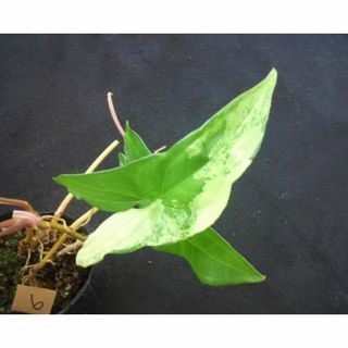 斑入り　シンゴニウム　苗　⑥　サトイモ 科　観葉植物(その他)