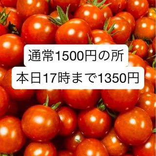 ミニトマト　1kg  岐阜県中津川産(野菜)