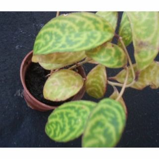 エスキナンサス　苗　観葉植物(その他)