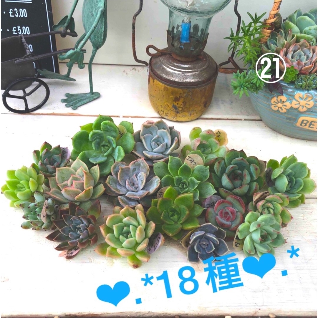 多肉植物カット苗㉑♡寄せ植え 多肉植物カット苗㉑♡寄せ植え