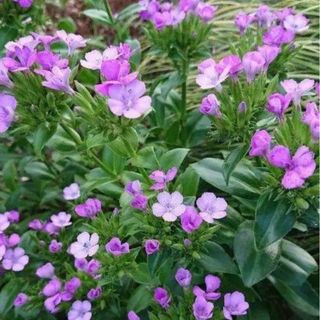 ハマナデシコ抜き苗で❣️ 大小苗５株(その他)