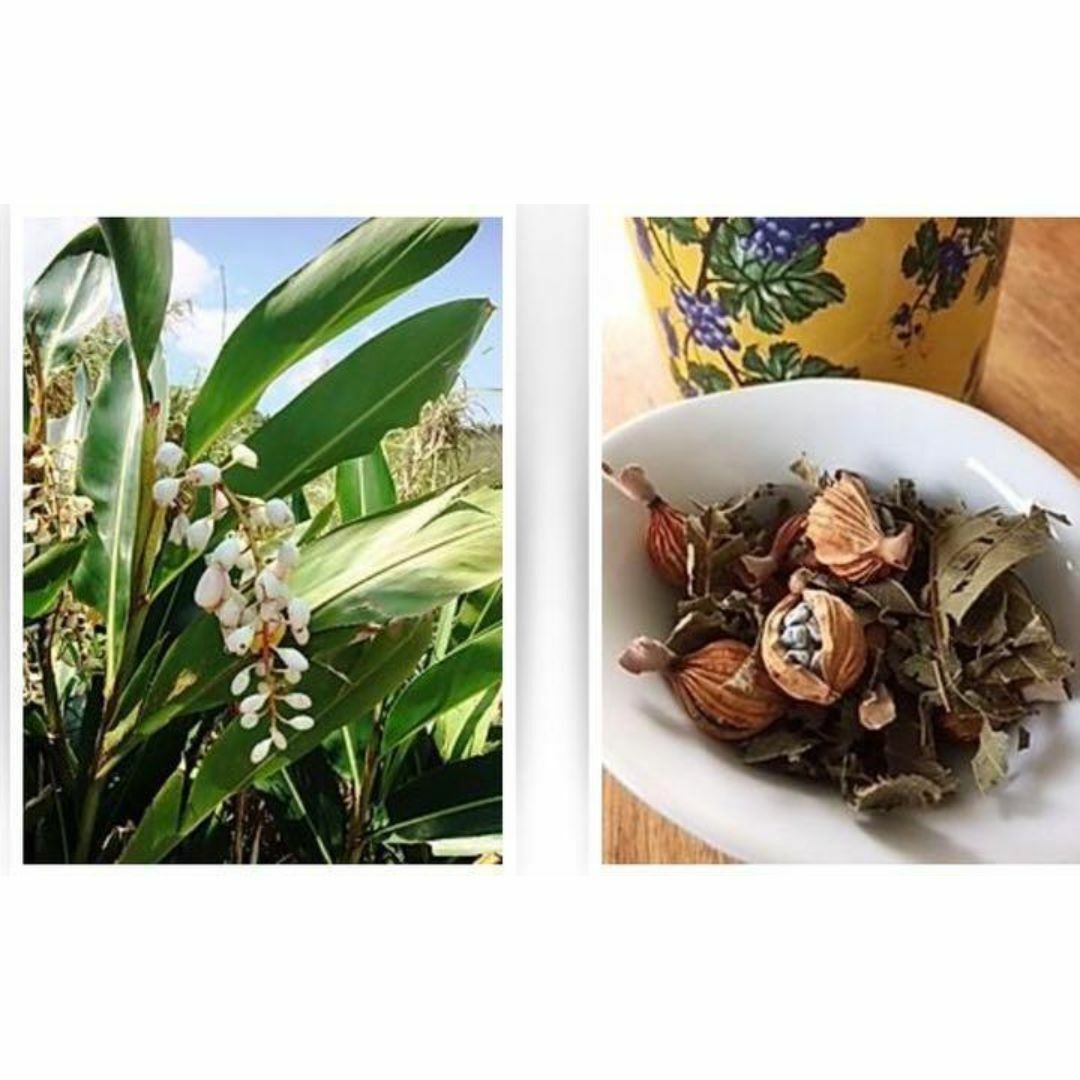 石垣島産】 月桃茶・実の乾燥 100gの通販 by 販売中止|ラクマ 石垣島産】 月桃茶・実の乾燥 100gの通販 by 販売中止|ラクマ