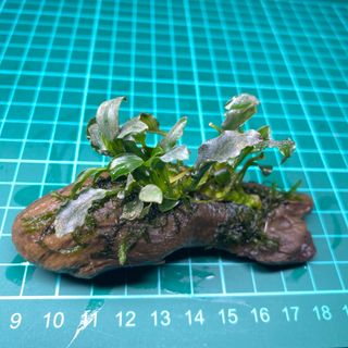 アヌビアスナナウェーブリーフミニ&南米ウィローモス　流木付き(アクアリウム)