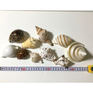 貝殻　オブジェ　素材　纏めて　1個約5〜10cm(その他)