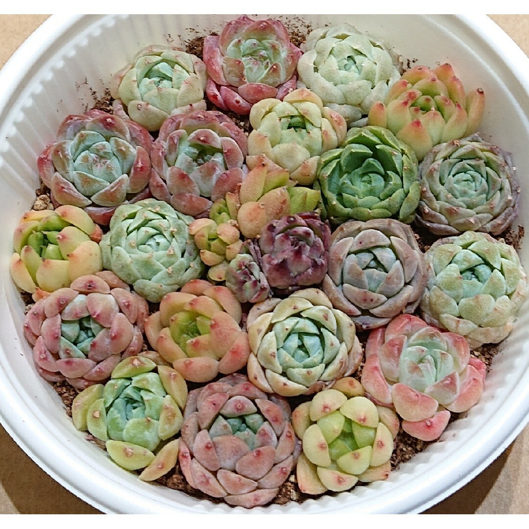 多肉植物 韓国苗 エケベリア 寄せ植え 多肉弁当 詰め合わせ 多肉植物 韓国苗 エケベリア 寄せ植え 多肉弁当 詰め合わせ