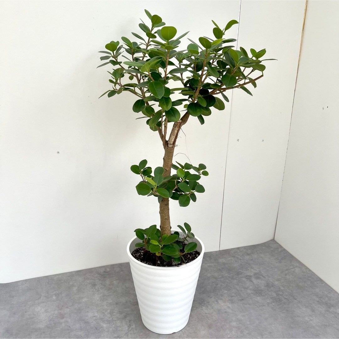 パンダガジュマル 25【現品】☆希少☆ 観葉植物 パンダガジュマル 25【現品】☆希少☆ 観葉植物