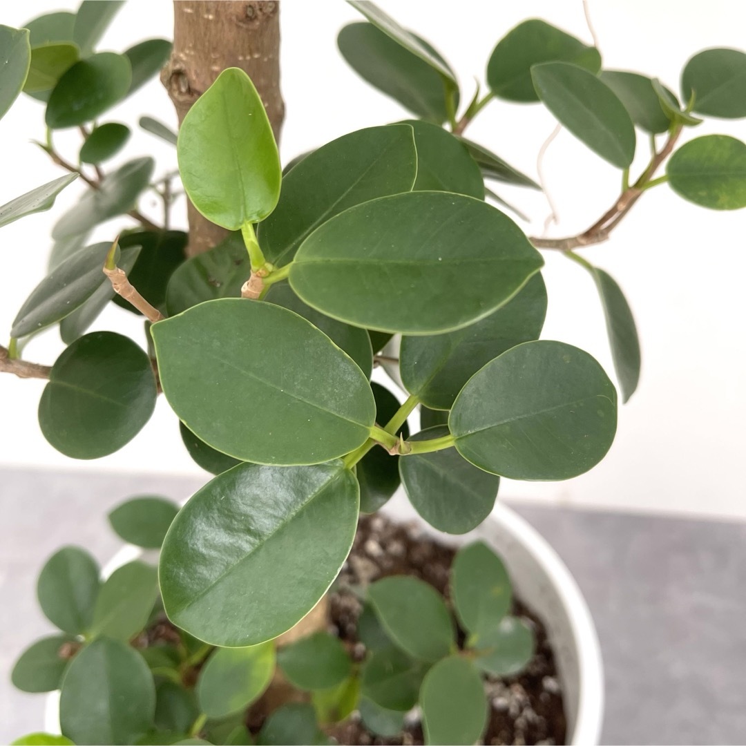 パンダガジュマル 25【現品】☆希少☆ 観葉植物 パンダガジュマル 25【現品】☆希少☆ 観葉植物