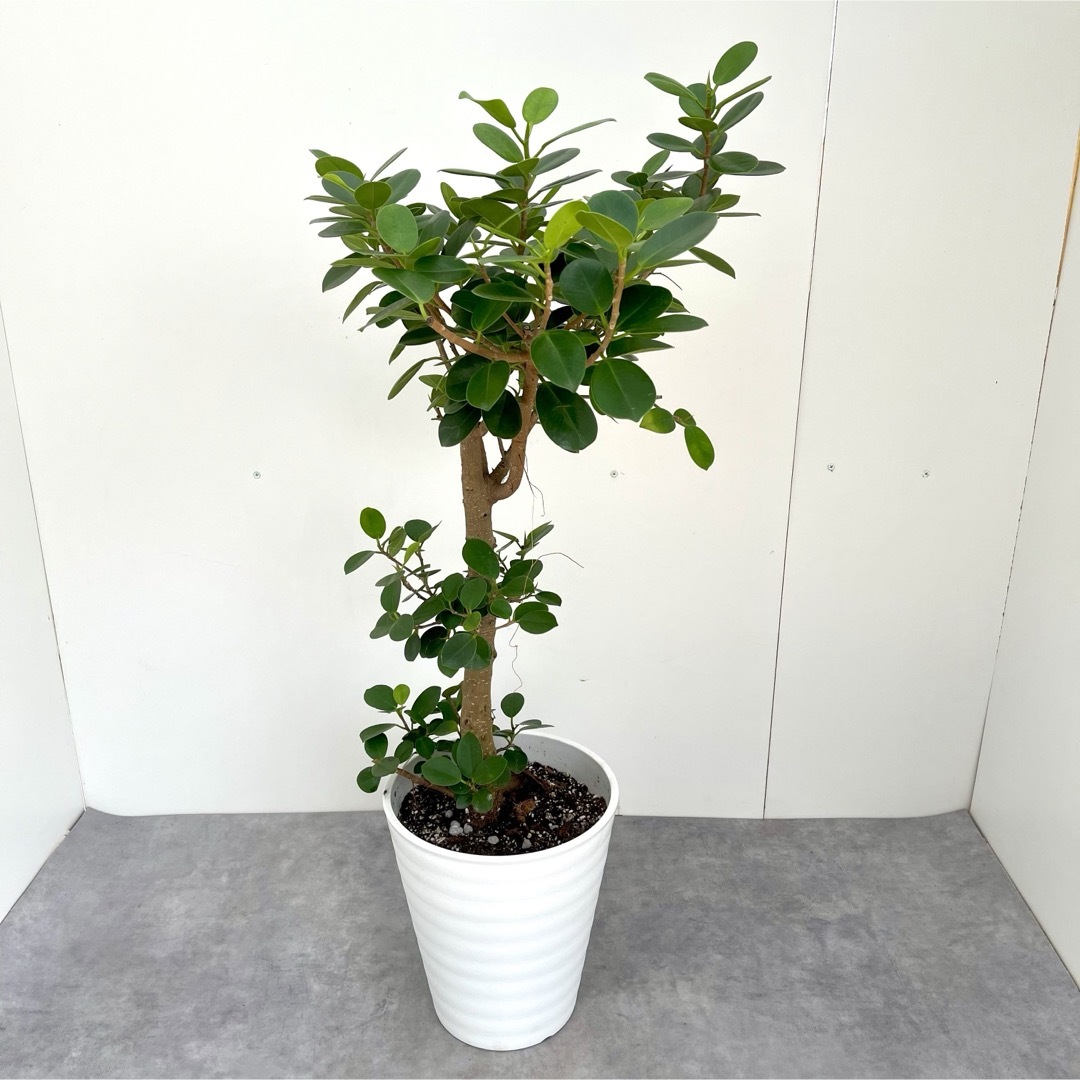 パンダガジュマル 25【現品】☆希少☆ 観葉植物 パンダガジュマル 25【現品】☆希少☆ 観葉植物