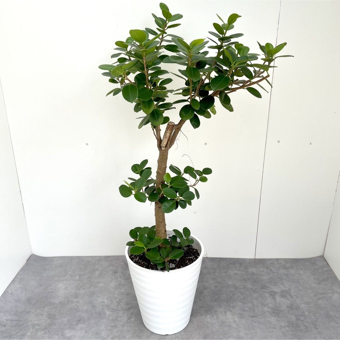 パンダガジュマル 25【現品】☆希少☆ 観葉植物 パンダガジュマル 25【現品】☆希少☆ 観葉植物