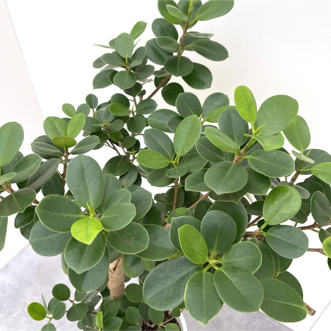 パンダガジュマル 25【現品】☆希少☆ 観葉植物 パンダガジュマル 25【現品】☆希少☆ 観葉植物