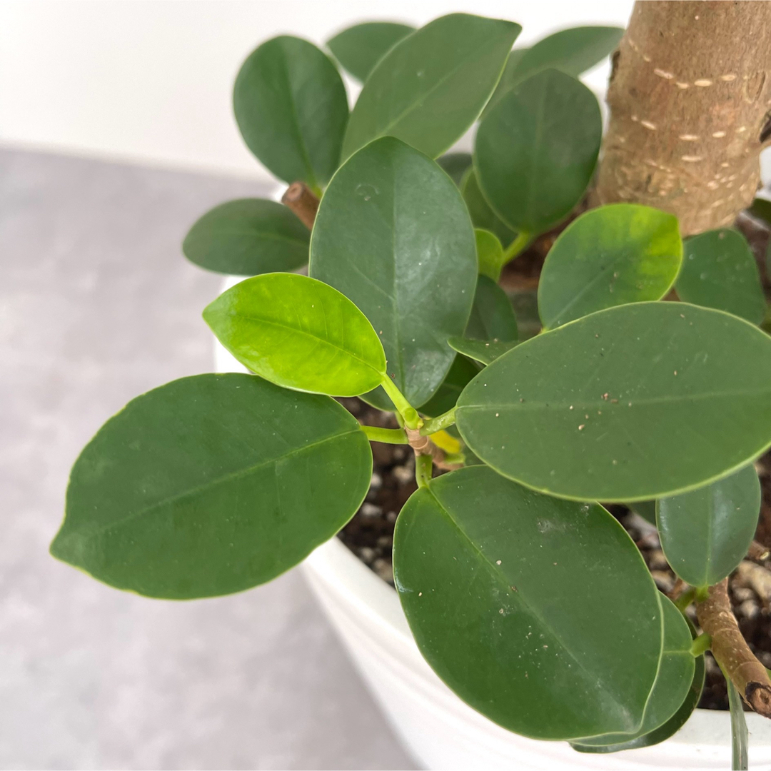 パンダガジュマル 25【現品】☆希少☆ 観葉植物 パンダガジュマル 25【現品】☆希少☆ 観葉植物