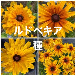 ルドベキア　種　100粒＋おまけ(プランター)