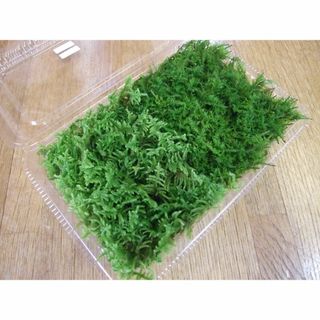 ハイゴケとシノブゴケのハーフ&ハーフ　S（17.5cm×10.5cm×4cm)(その他)