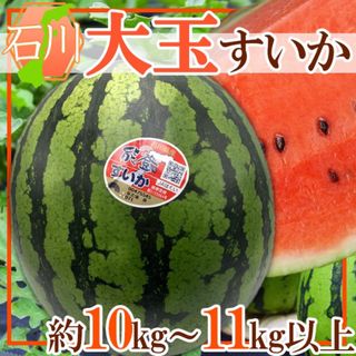 石川県産　大玉すいか 　1玉　5L　1玉約10〜11kg(フルーツ)