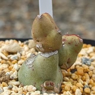 レア多肉植物シリーズ・ユーフォルビア・クリビュラinわけけのお店(その他)