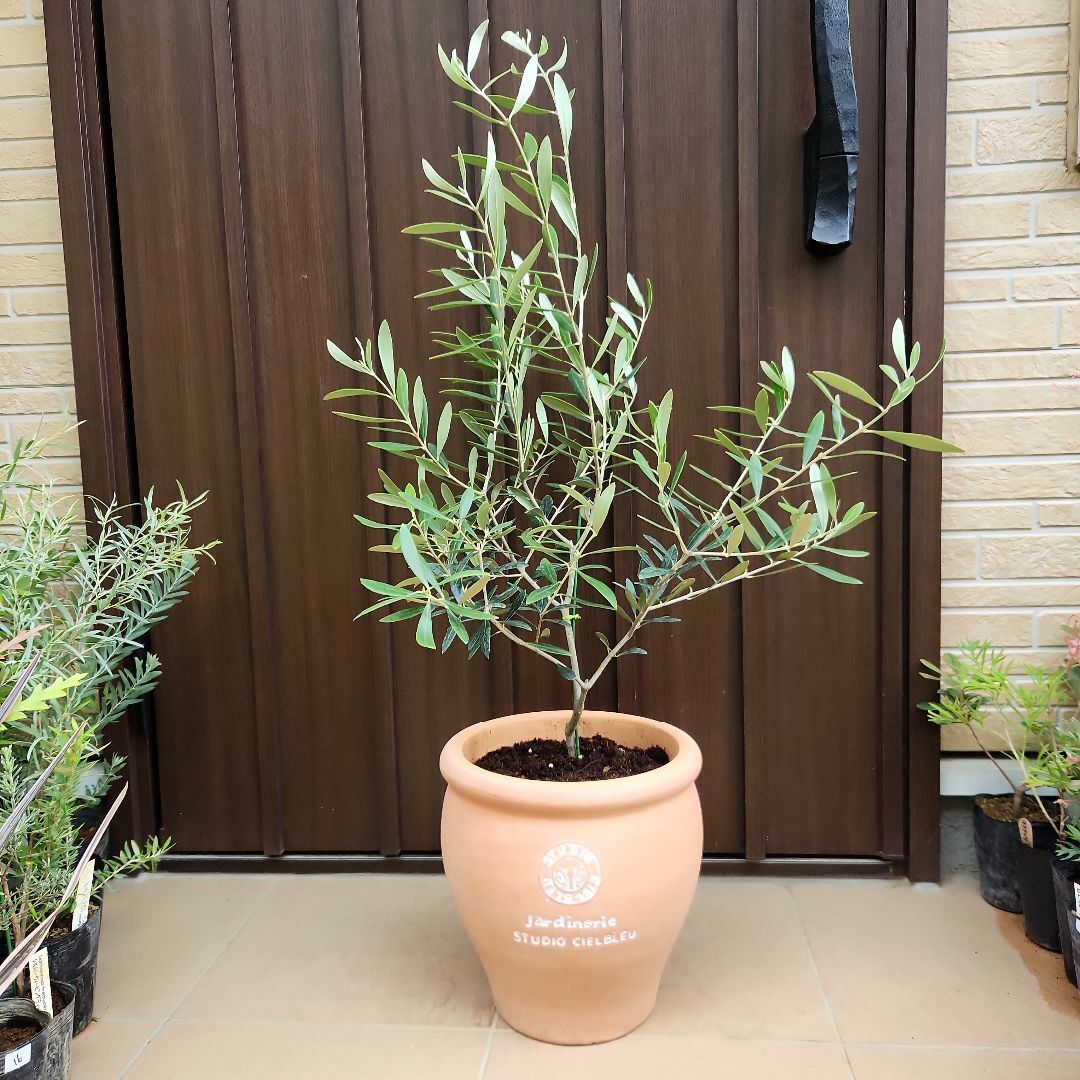 オリーブの木 ネバディロブランコ レンガ風石膏鉢植え 苗 苗木 オリーブの木 ネバディロブランコ レンガ風石膏鉢植え 苗 苗木