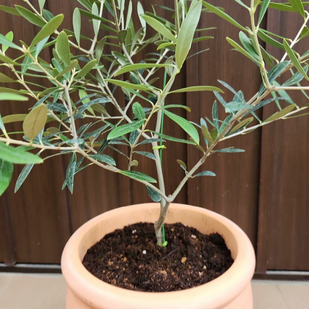 オリーブの木 ネバディロブランコ テラコッタ鉢植え 苗 苗木 オリーブの木 ネバディロブランコ テラコッタ鉢植え 苗 苗木