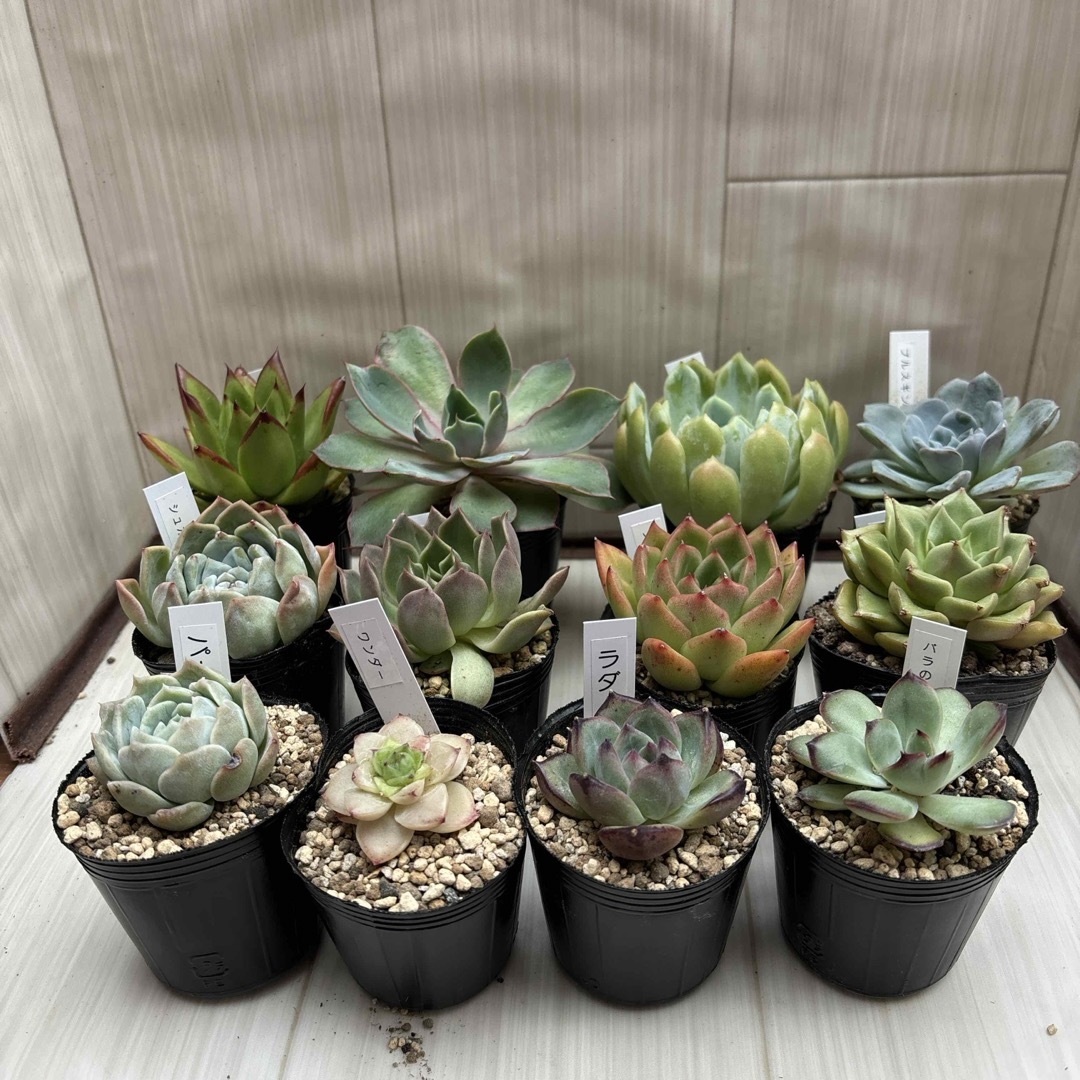 多肉植物エケベリア 12点セットの通販 by junjun's shop|ラクマ 多肉植物エケベリア 12点セットの通販 by junjun's shop|ラクマ