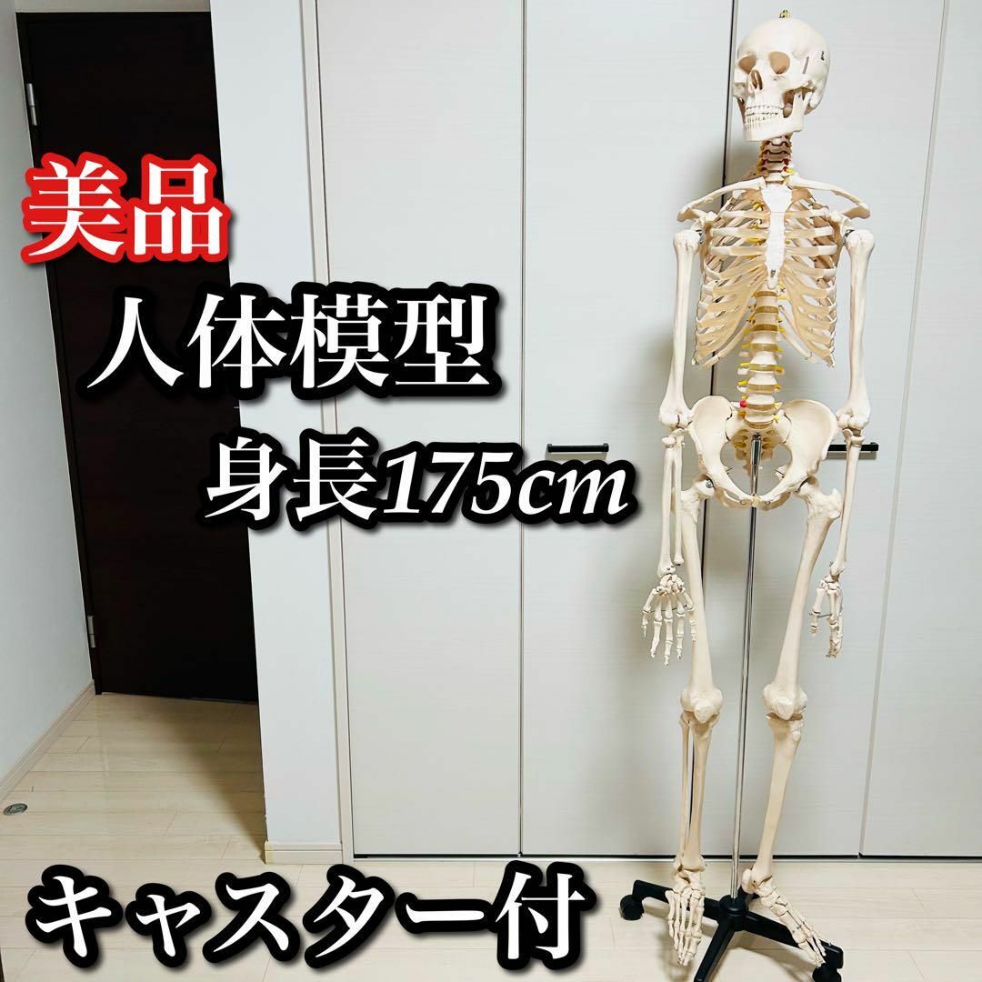 送料無料】人体模型 骨格標本 骸骨 がい骨 忠実 リアル 等身大の 送料無料】人体模型 骨格標本 骸骨 がい骨 忠実 リアル 等身大の
