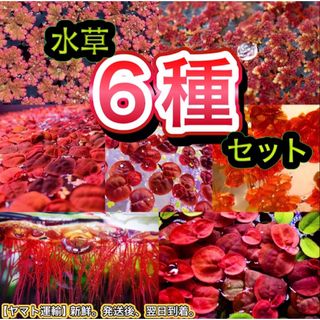 ◾️水草 浮草 セット めだか メダカ 飼育 メダカ鉢 熱帯魚 産卵床(アクアリウム)