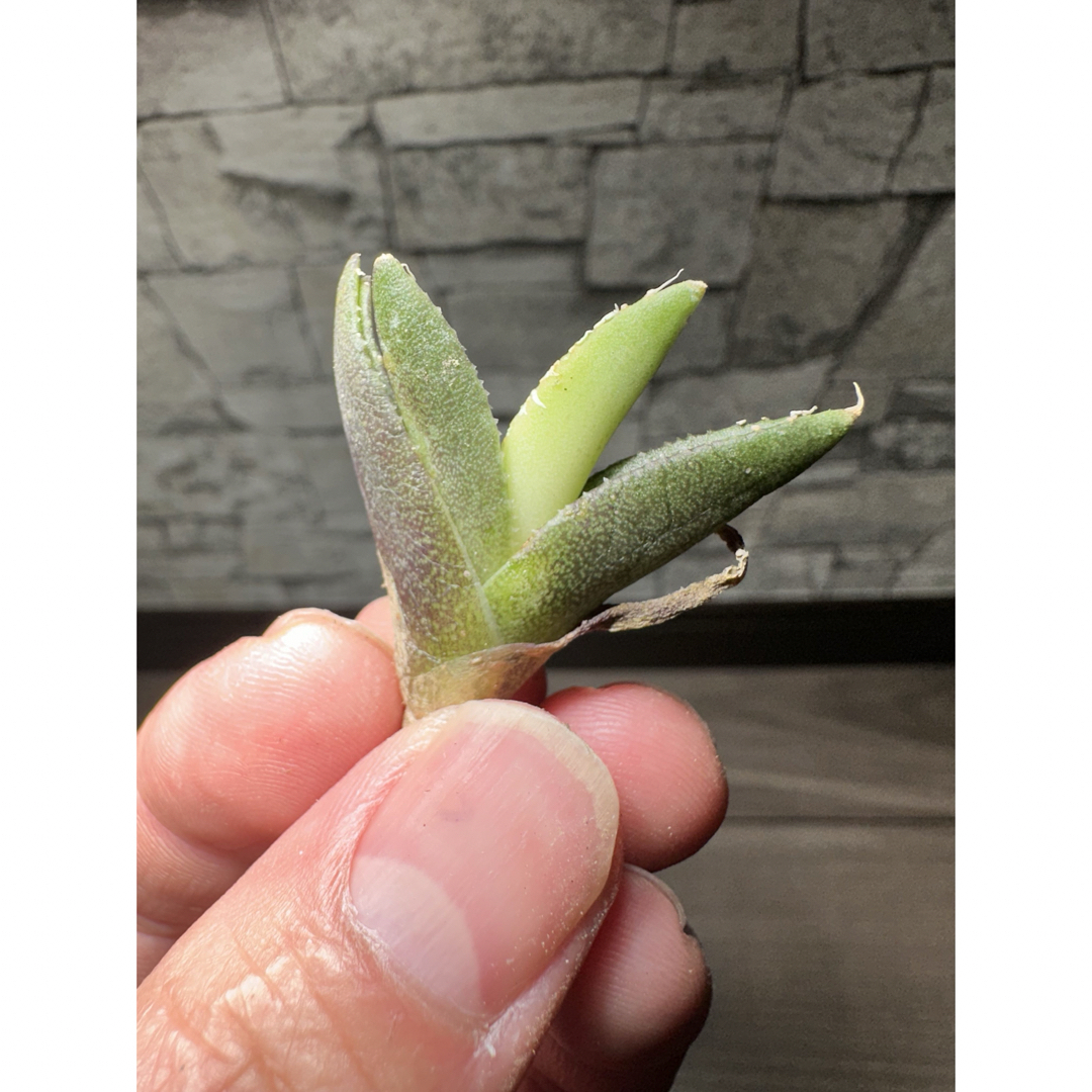 アガベ チタノタ 豆豆龍 ブツブツ 鉢植え発送‼️ 60 細い アガベ チタノタ 豆豆龍 ブツブツ 鉢植え発送‼️ 60 細い
