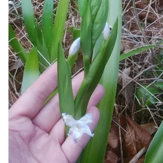 シャガ【苗：３本】常緑耐寒性／アヤメ科／観葉植物【送料込み】(その他)