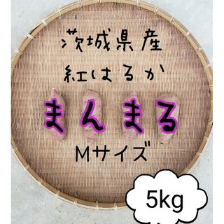 正規品　まんまる　Mサイズ　紅はるか　5キロ　茨城県産　さつま芋　お芋　芋　甘藷(野菜)