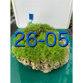 50%OFF ビオトープ メダカ ウォーターローン サンゴ活着 キューバパール レイアウト用品