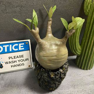 【超美形】枯れない塊根植物 68パキポディウムグラキリス コーデックス　現地球(その他)