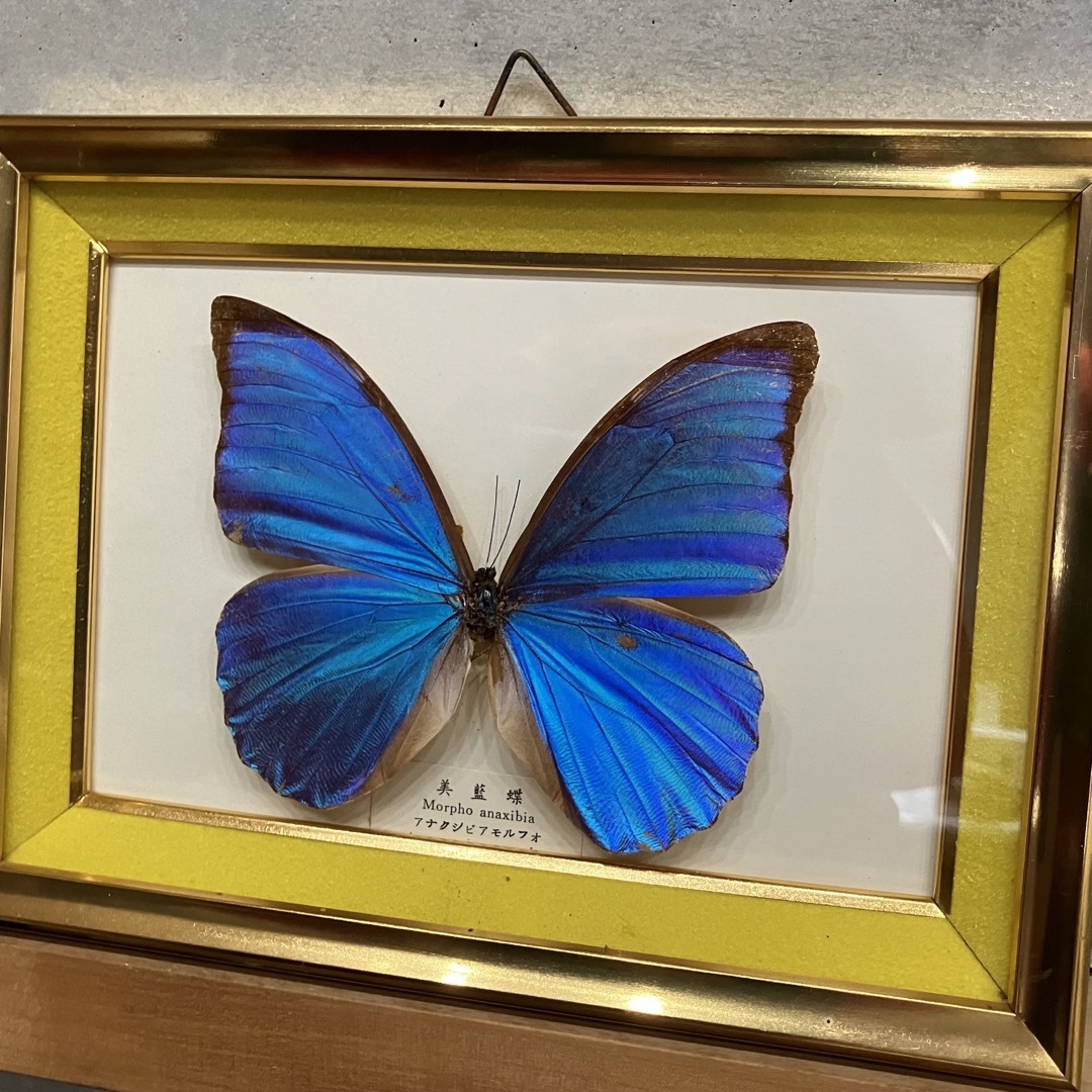 蝶標本】アナクシビアモルフォ 美藍蝶 Morpho anaxibioの通販 by 蝶標本】アナクシビアモルフォ 美藍蝶 Morpho anaxibioの通販 by