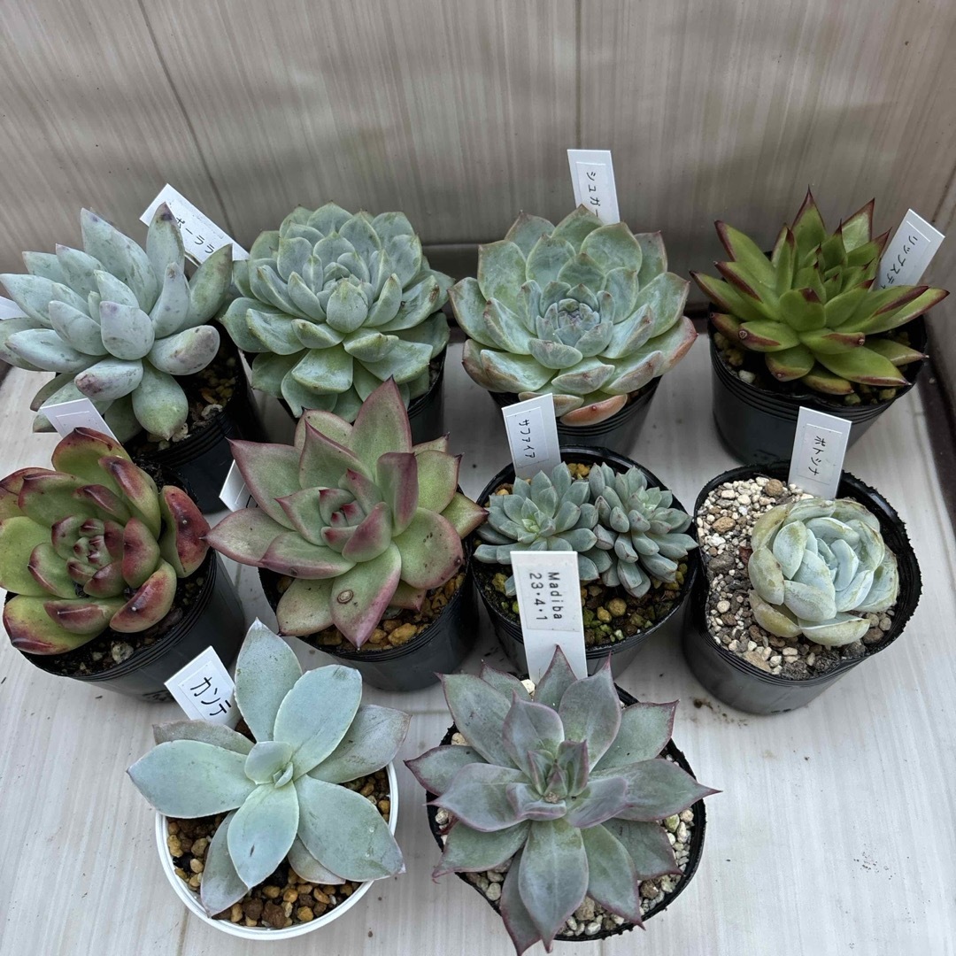 多肉植物エケベリア10点セットの通販 by junjun's shop|ラクマ 多肉植物エケベリア10点セットの通販 by junjun's shop|ラクマ