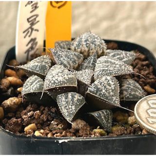 特価‼️美苗‼️多肉植物 ハオルチア 雪景色 抜き苗５(その他)