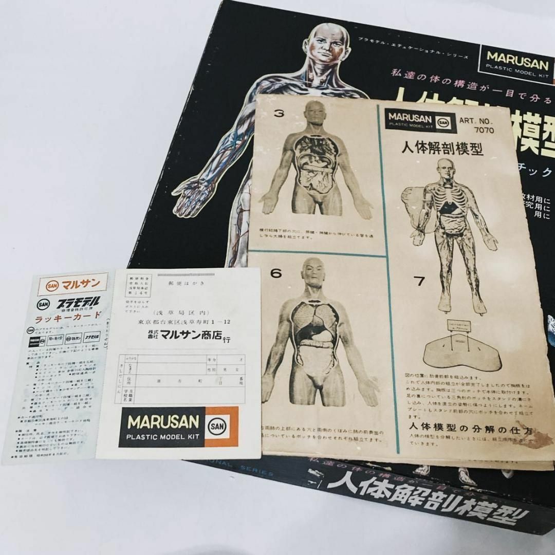 マルサン - 希少物 旧マルサン 人体解剖模型 未組立 当時物の マルサン - 希少物 旧マルサン 人体解剖模型 未組立 当時物の
