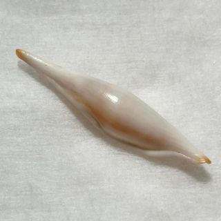 貝殻 標本のフリマアイテム一覧 貝殻 標本のフリマアイテム一覧