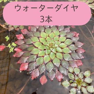 ウォーターダイヤ 3本(アクアリウム)