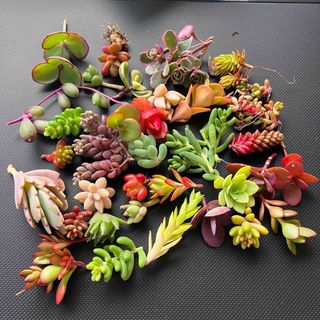 レア品種入り！多肉植物 カラフル カット苗 お任せ30品種以上 詰め合わせ(その他)
