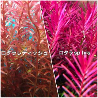 ロタラレディッシュ、ロタラsp hra水上葉　各10本(アクアリウム)