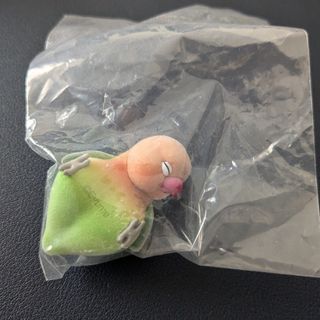 寝落ちインコ ボタンインコ ノーマル