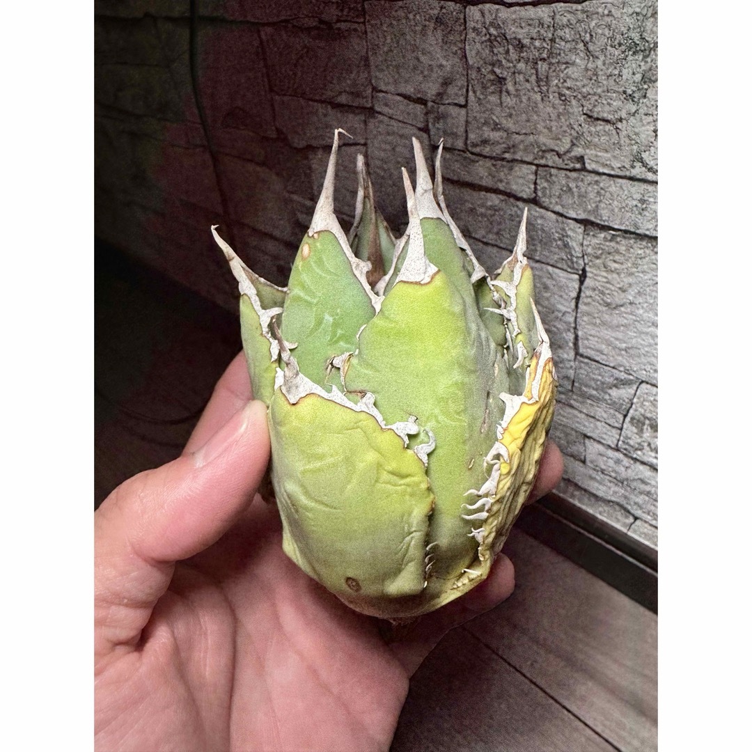 アガベ】オテロイ ノーネーム 超ボールタイプ 黄色系 アガベ】オテロイ ノーネーム 超ボールタイプ 黄色系