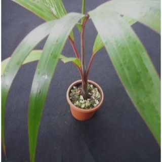 トックリヤシ　椰子　苗　観葉植物　やし　花卉。園芸。(その他)
