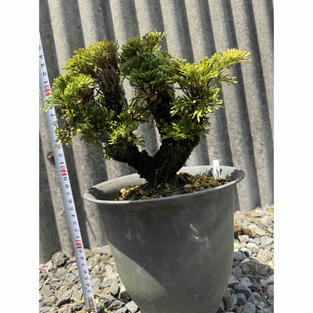 鉢付き】イワヒバ 岩松 イワマツ いわまつ 心苦しく 盆栽 鉢付き】イワヒバ 岩松 イワマツ いわまつ 心苦しく 盆栽