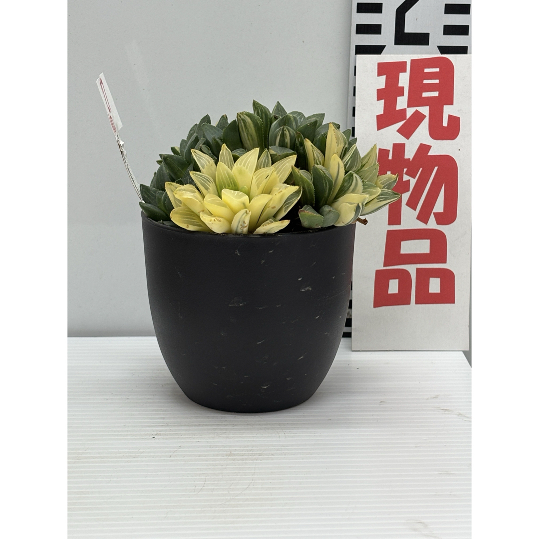 多肉植物 ハオルチア『ハイデルベルゲンシス錦』4号鉢 No.27の 多肉植物 ハオルチア『ハイデルベルゲンシス錦』4号鉢 No.27の