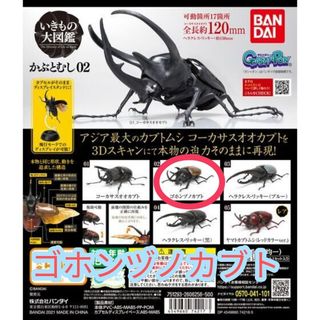 【新品】いきもの大図鑑 かぶとむし02 カブトムシ いきもの図鑑　ガチャガチャ(その他)