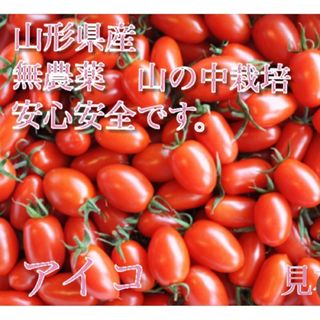 アイコ　トマト　山形県産　無農薬　山の中栽培　安心安全です。自然農法で自然な栽培(フルーツ)